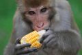 monkey