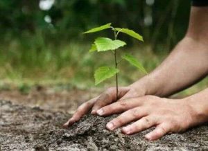 plantation