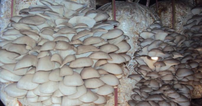 mushrooom