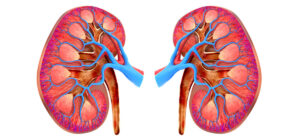 1696814931_kidney-1200×560-1