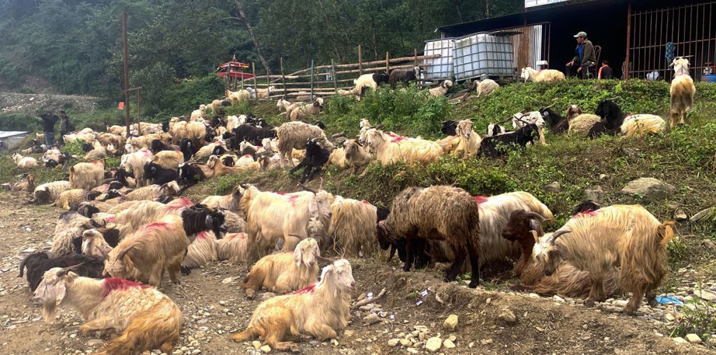 Chyangra-Pokhara-1024×508