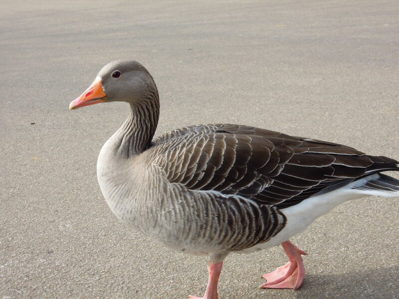 7275219152_ca155dbf99_b