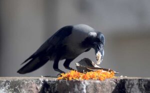 crow-tihar-nov-2