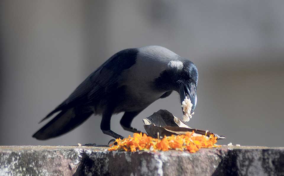 crow-tihar-nov-2