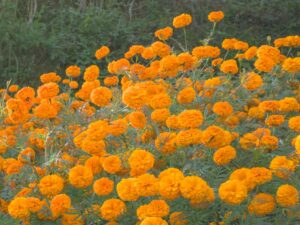 flowers__2_76dTwXT5ja