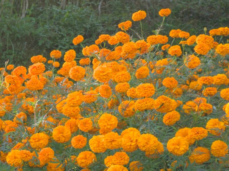 flowers__2_76dTwXT5ja