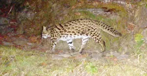 chari_tiger