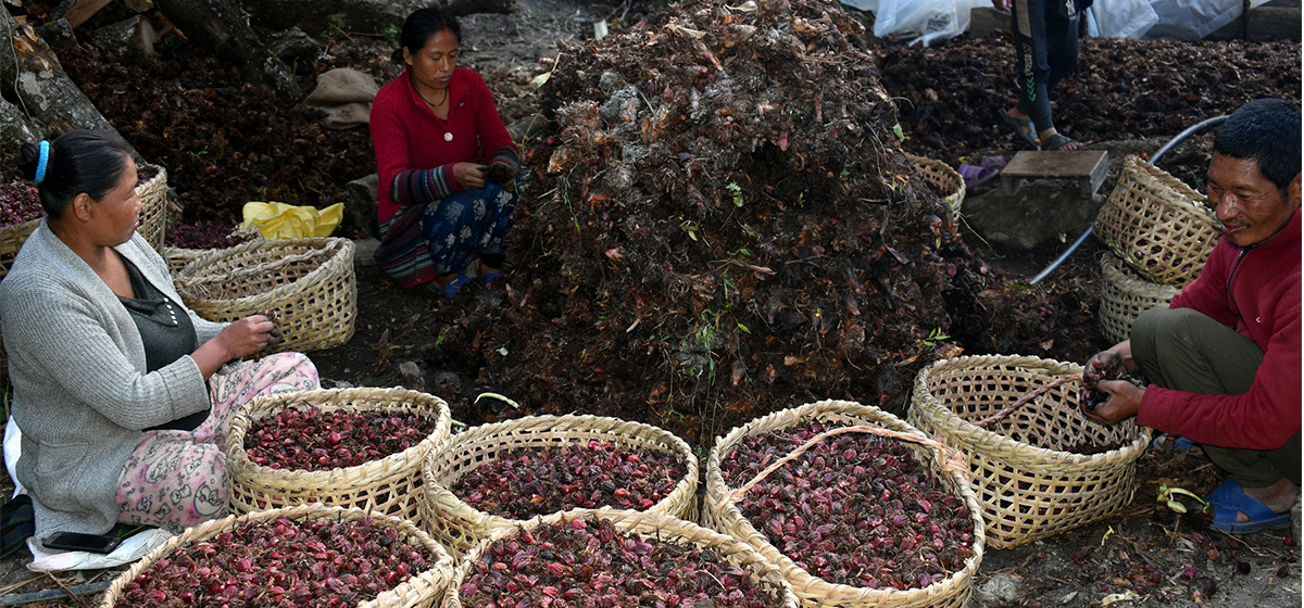 1699339300_alaichi 1-1200×560