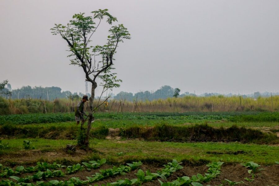 Wildlife-victim-1-1024×683-1