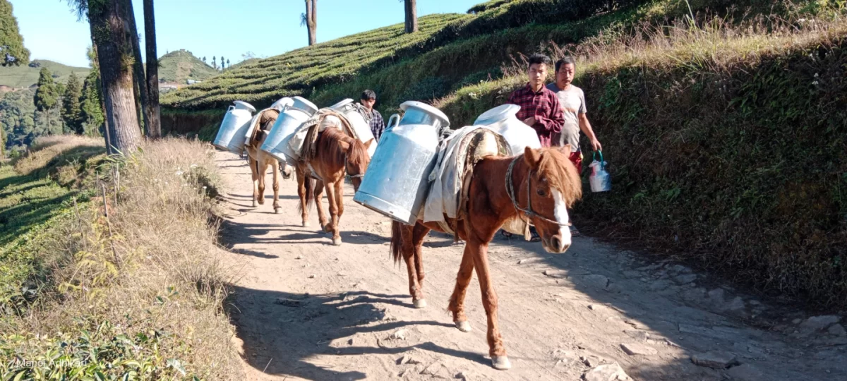 milk-ilam