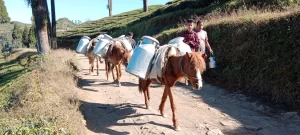 milk-ilam