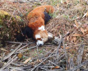 redpanda