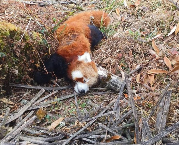 redpanda