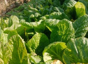 saag