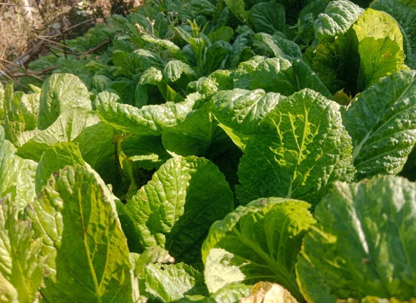saag