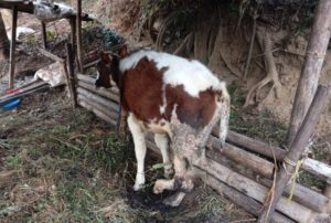 Cow-900-1024×690-1742622847