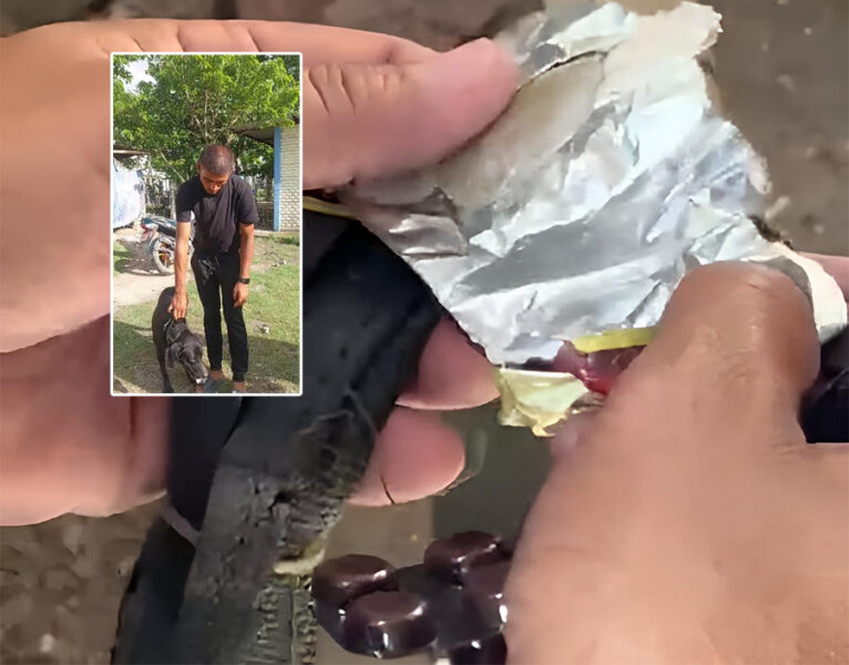 Rocky-Dog-with-Brown-Sugar-1