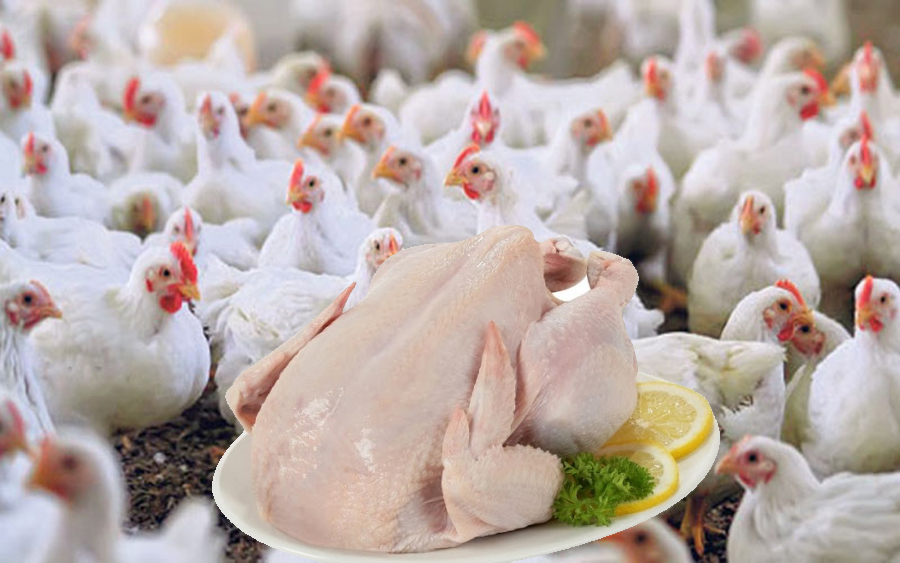 kukhura-Chicken