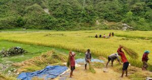 chaite-dhan-1750301692