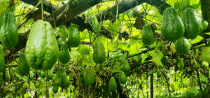 1696825669_skus-1200×560-1