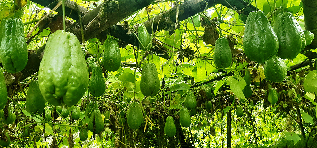 1696825669_skus-1200×560-1