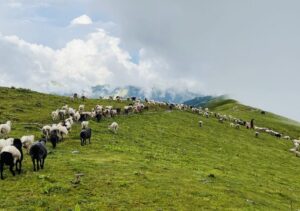 Bheda-Bathan-scaled-e1755483838905