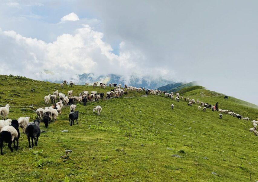 Bheda-Bathan-scaled-e1755483838905