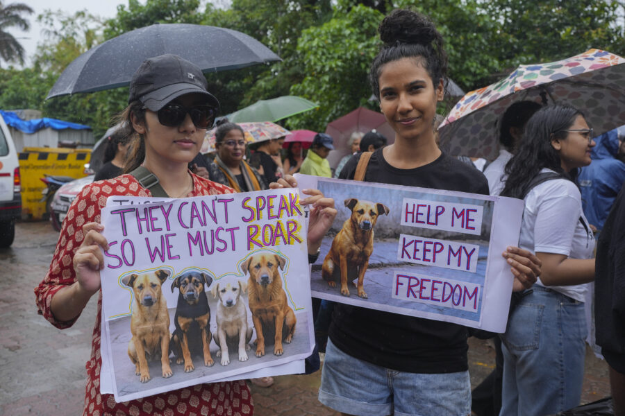 India Stray Dogs Protest
