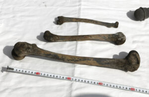 Japan Wartime Mine Bones