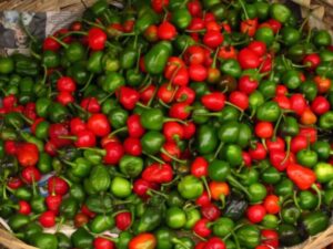 dalle-khursani-696×522