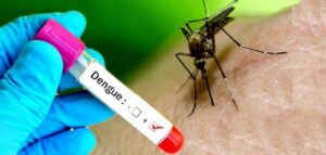 dengue (1)