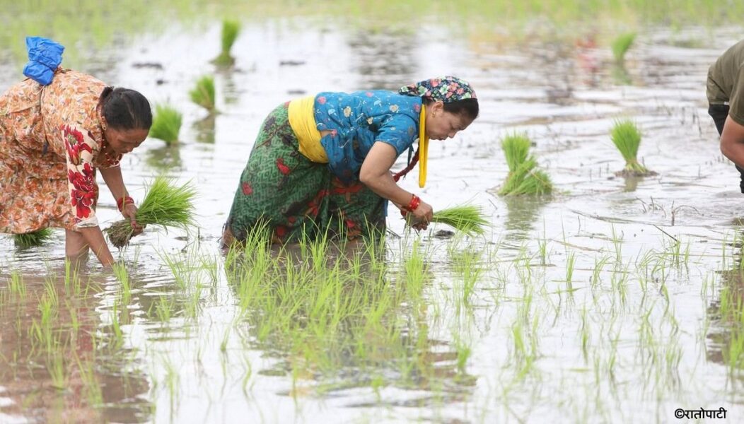 dhan-ropain-(7)_9tyvnuouu7_SRJOWB5yN2