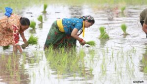 dhan-ropain-(7)_9tyvnuouu7_SRJOWB5yN2