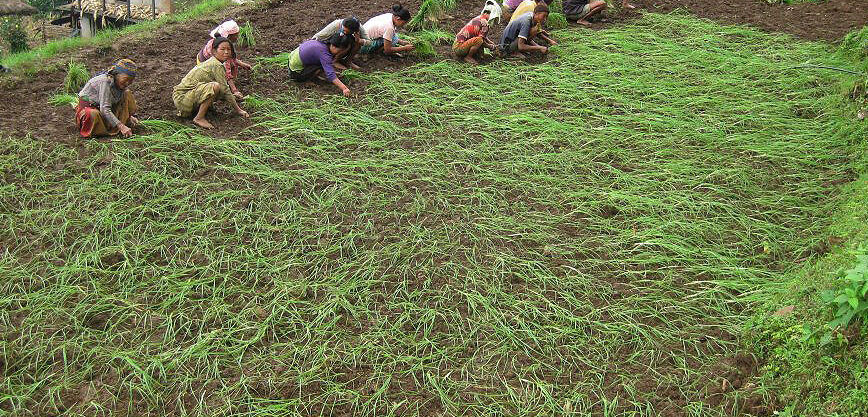 kodo-Ropai-e1659082920520 (1)