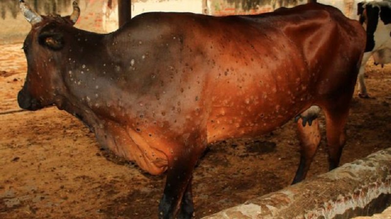 lumpy_skin_disease_dairy_cow1686800689