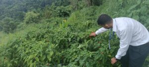 ph akabare khursanee