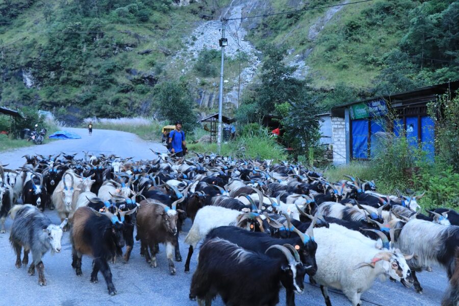 Bazar Jhare Lekali Bheda Changra 1
