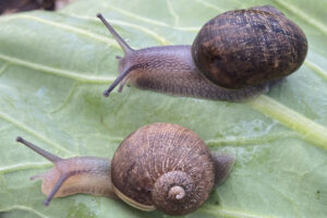 New Zealand Rare Snail