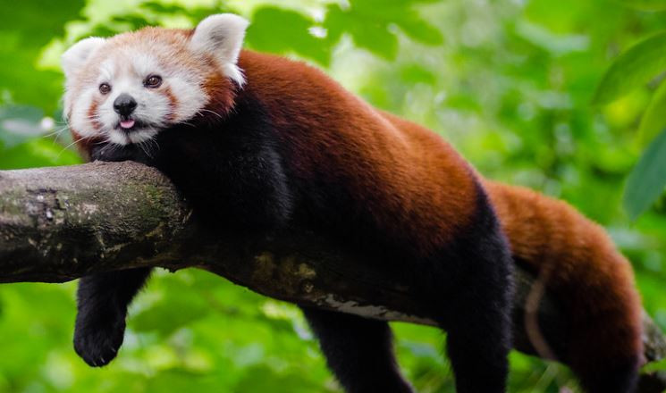red-panda