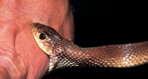 snake-bite