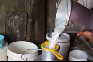 दूधमा-आत्मनिर्भर-बन्दै-सल्यान-वार्षिक-१९-हजार-मेट्रिक-टनभन्दा-बढी-उत्पादन