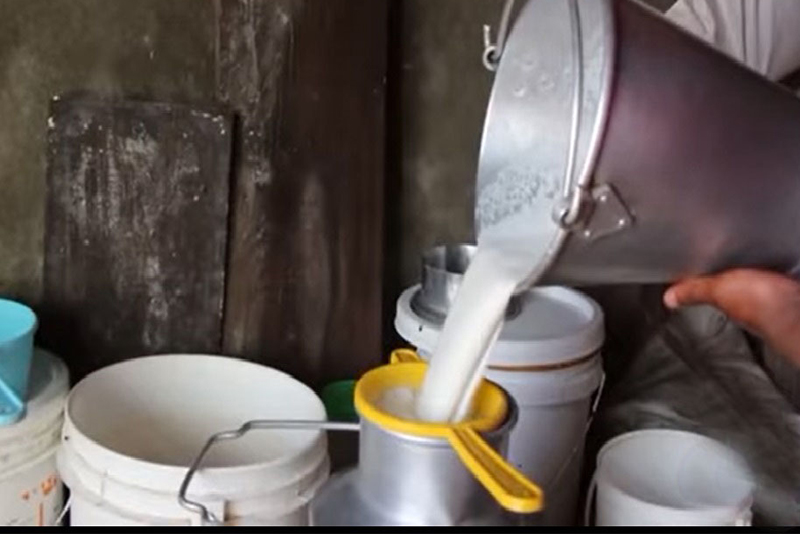 दूधमा-आत्मनिर्भर-बन्दै-सल्यान-वार्षिक-१९-हजार-मेट्रिक-टनभन्दा-बढी-उत्पादन