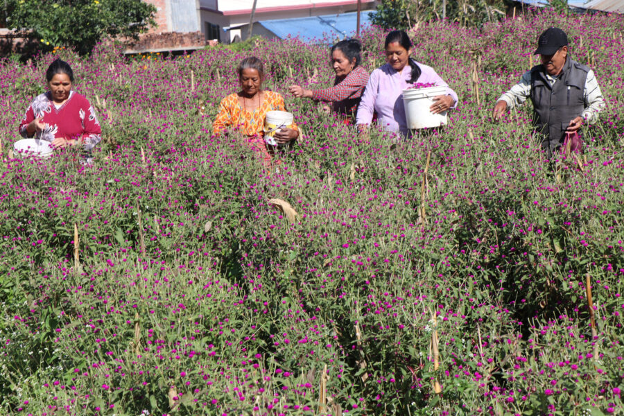 Bhaktapur Flower