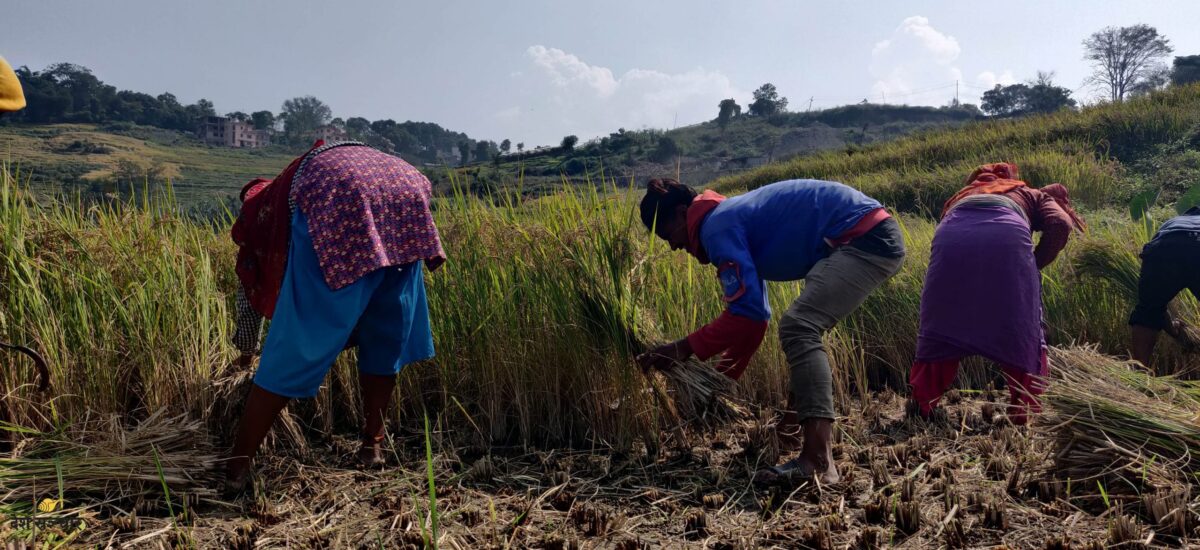 Bungmati_Peddy_Farmer-13-scaled