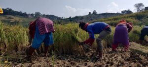 Bungmati_Peddy_Farmer-13-scaled