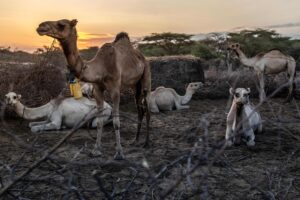 TOPSHOT-KENYA-CLIMATE-ENVIRONMENT-CAMEL