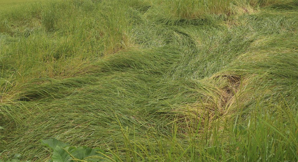 Dhanbali-bhojpur-1024×559