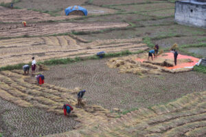 Kisan Dhan Bhitraudai Nuwakot 1