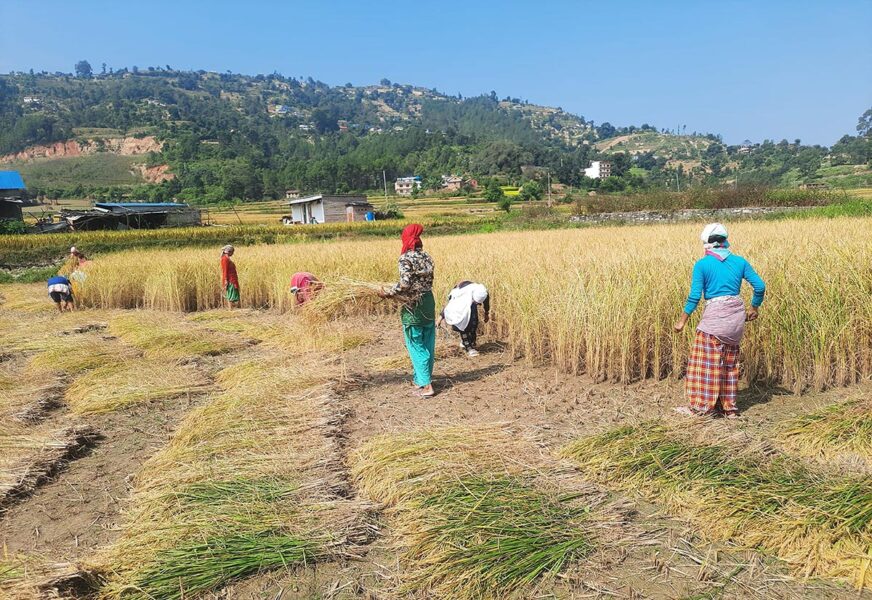 RajkumarParajuli_Kavrepalanchok_RSS_10_DhanKatdai_Kavre-(1)