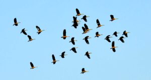 bibekmishra-belbari-rss-25-flingduck-20220910-09060013566